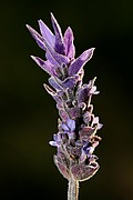 Objetivo EF 100 Macro
LAVANDULA DENTATA
Cabo de Gata
CABO DE GATA
Foto: 13164