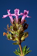 Objetivo EF 100 Macro
THYMUS HYEMALIS LANGE, ENDEMISMO ALMERIENSE
Cabo de Gata
CABO DE GATA
Foto: 13183