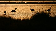 Camara Canon EOS 400D DIGITAL
FLAMENCOS EN SALINAS DE CABO DE GATA
Cabo de Gata
CABO DE GATA
Foto: 13209