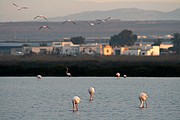 Objetivo 100 to 400
FLAMENCOS EN SALINAS DE CABO DE GATA
Cabo de Gata
CABO DE GATA
Foto: 13211