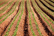 Objetivo 100 to 400
PLANTACION DE LECHUGAS EN EL CABO DE GATA
Cabo de Gata
CABO DE GATA
Foto: 13255