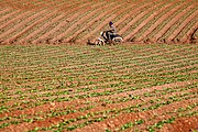 Objetivo 100 to 400
PLANTACION DE LECHUGAS EN EL CABO DE GATA
Cabo de Gata
CABO DE GATA
Foto: 13257