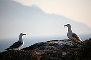 Cabo de Gata, Cabo de Gata, España