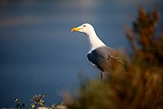 Objetivo 100 to 400
GAVIOTA SOMBRIA
Cabo de Gata
CABO DE GATA
Foto: 13262