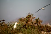 Objetivo 100 to 400
GAVIOTA SOMBRIA
Cabo de Gata
CABO DE GATA
Foto: 13264