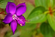 Objetivo EF 100 Macro
Flor
Parque Nacional Canaima
PARQUE NACIONAL CANAIMA
Foto: 14541