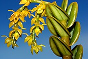 Objetivo EF 100 Macro
Flores en Tepui Roraima
Parque Nacional Canaima
PARQUE NACIONAL CANAIMA
Foto: 14502