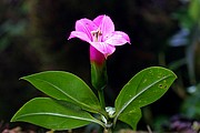 Objetivo EF 100 Macro
Flores en Tepui Roraima
Parque Nacional Canaima
PARQUE NACIONAL CANAIMA
Foto: 14501