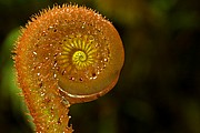 Objetivo EF 100 Macro
Flores en Tepui Roraima
Parque Nacional Canaima
PARQUE NACIONAL CANAIMA
Foto: 14498