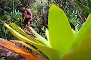 Tepuy Roraima, Parque Nacional Canaima, Venezuela