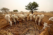 Parque Nacional de Zakouma, Parque Nacional de Zakouma, Chad