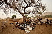 Parque Nacional de Zakouma, Parque Nacional de Zakouma, Chad