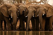 Parque Nacional de Zakouma, Parque Nacional de Zakouma, Chad