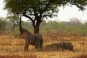 Parque Nacional de Zakouma, Parque Nacional de Zakouma, Chad