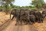 Parque Nacional de Zakouma, Parque Nacional de Zakouma, Chad