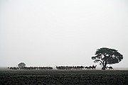 Parque Nacional de Zakouma, Parque Nacional de Zakouma, Chad