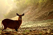 Parque Nacional de Zakouma, Parque Nacional de Zakouma, Chad