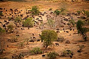Parque Nacional de Zakouma, Parque Nacional de Zakouma, Chad