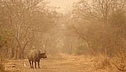 Parque Nacional de Zakouma, Parque Nacional de Zakouma, Chad