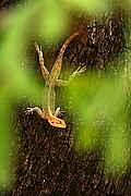 Parque Nacional de Zakouma, Parque Nacional de Zakouma, Chad