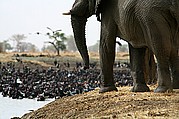 Parque Nacional de Zakouma, Parque Nacional de Zakouma, Chad