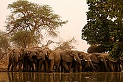 Parque Nacional de Zakouma, Parque Nacional de Zakouma, Chad