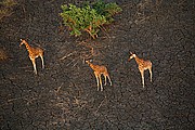 Parque Nacional de Zakouma, Parque Nacional de Zakouma, Chad