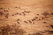 Parque Nacional de Zakouma, Parque Nacional de Zakouma, Chad