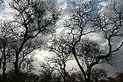 Parque Nacional de Zakouma, Parque Nacional de Zakouma, Chad