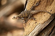 Parque Nacional de Zakouma, Parque Nacional de Zakouma, Chad