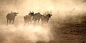 Parque Nacional de Zakouma, Parque Nacional de Zakouma, Chad