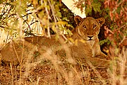 Parque Nacional de Zakouma, Parque Nacional de Zakouma, Chad