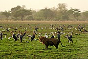 Parque Nacional de Zakouma, Parque Nacional de Zakouma, Chad