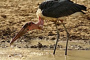 Parque Nacional de Zakouma, Parque Nacional de Zakouma, Chad