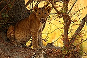 Parque Nacional de Zakouma, Parque Nacional de Zakouma, Chad