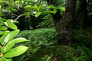 Serra do Xures, Parque Natural Baixa Limia, España