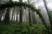 Parque Natural Sierra de Sintra, Sintra, Portugal