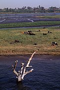 Rio Nilo, Rio Nilo, Egipto