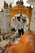 Pushkar, Pushkar, India