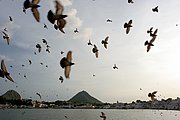 Pushkar, Pushkar, India