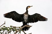 Camara Canon EOS 20D
Cormoran en el Lago en Monte Abu
India
MONTE ABU
Foto: 16689