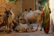 Jaisalmer, Jaisalmer, India