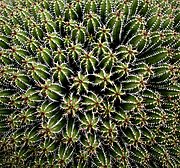 Jardin de Cactus, Lanzarote, España