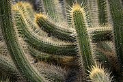 Jardin de Cactus, Lanzarote, España