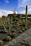 Jardin de Cactus, Lanzarote, España
