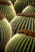 Jardin de Cactus, Lanzarote, España