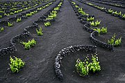 La Geria, Lanzarote, España