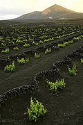 La Geria, Lanzarote, España