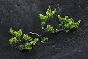 La Geria, Lanzarote, España