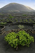 La Geria, Lanzarote, España